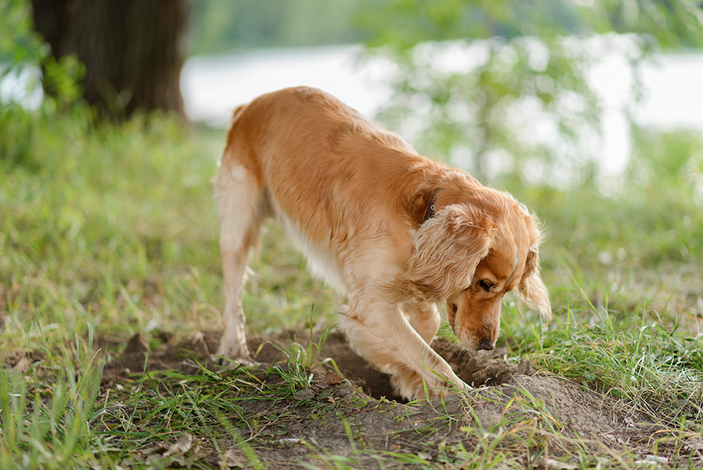 le chien creuse des trous dans le jardin