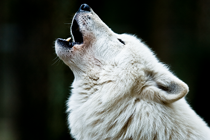 mon chien fait le loup