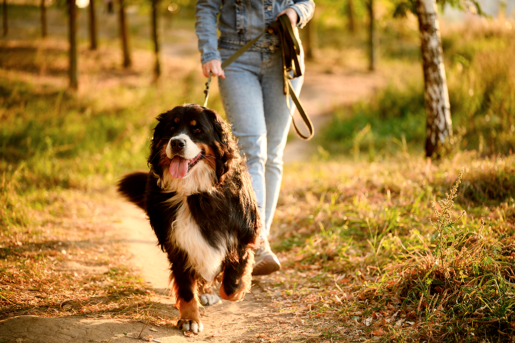 mon chien est insupportable en balade