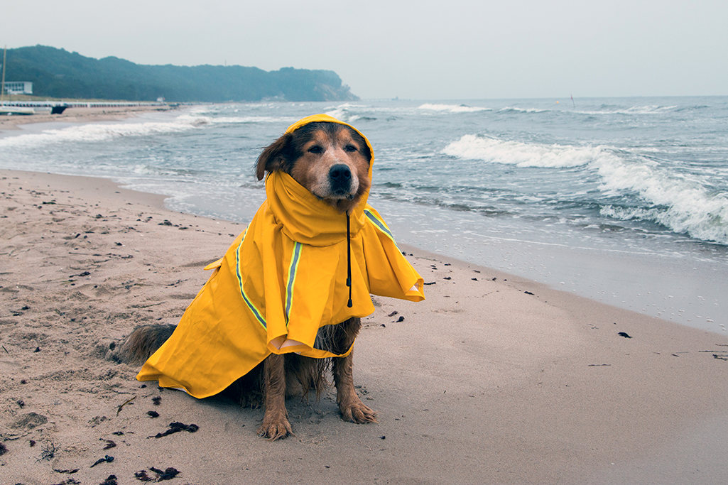 un chien qui a peur de la pluie et du vent