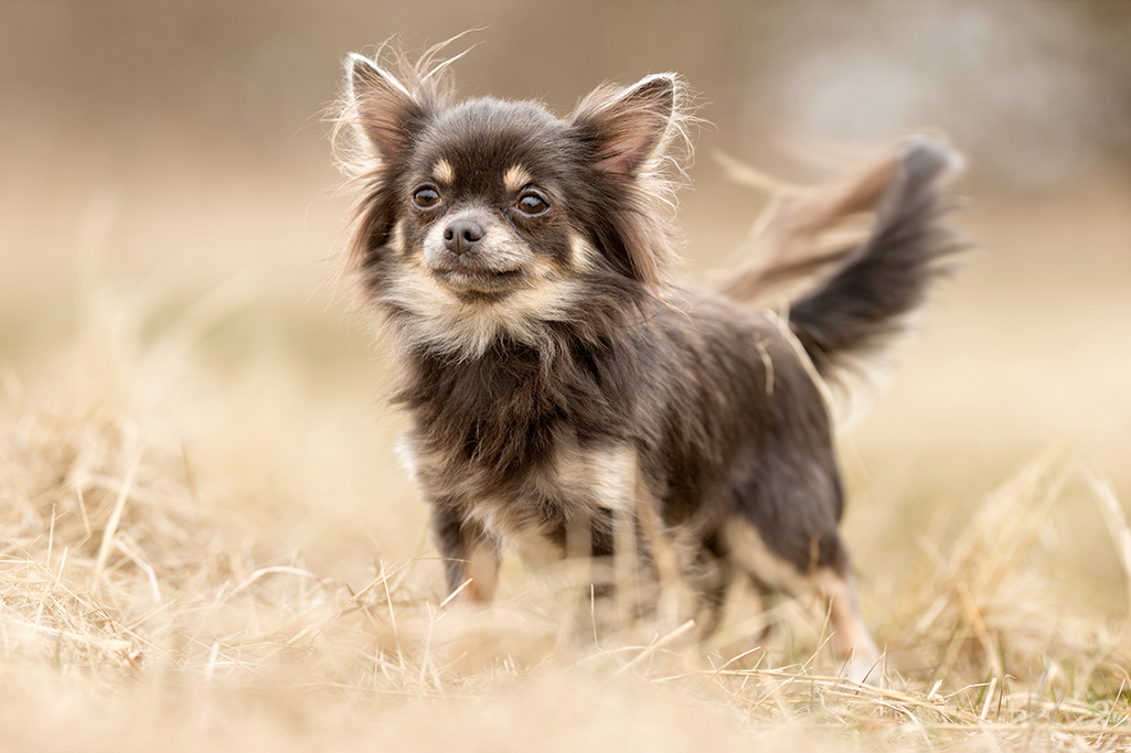 un chien chihuahua