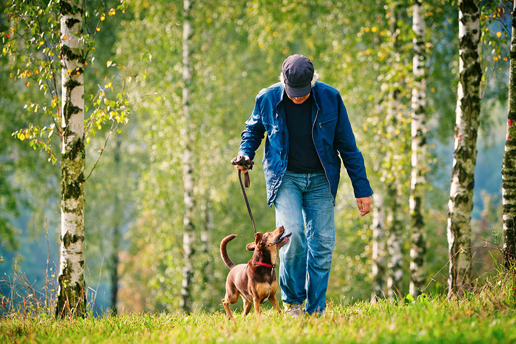 choisir harnais ou collier pour son chien