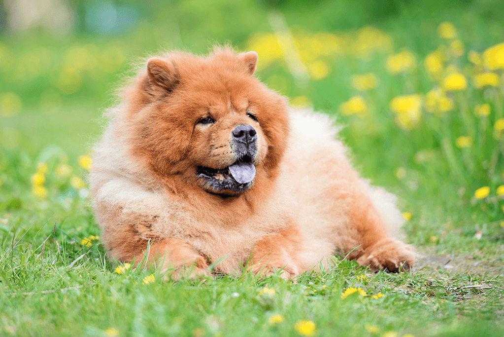 alimentation chow chow 