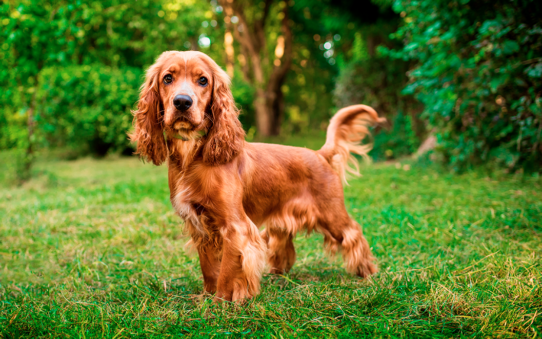 un cocker spaniel anglais