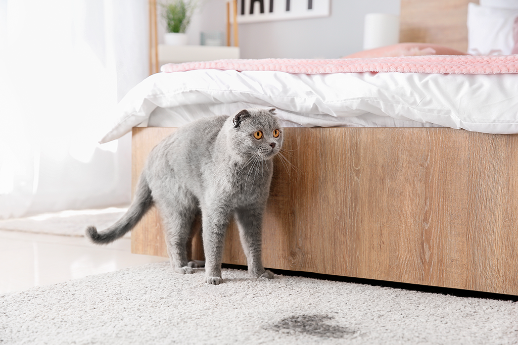 la cystite idiopathique chez le chat