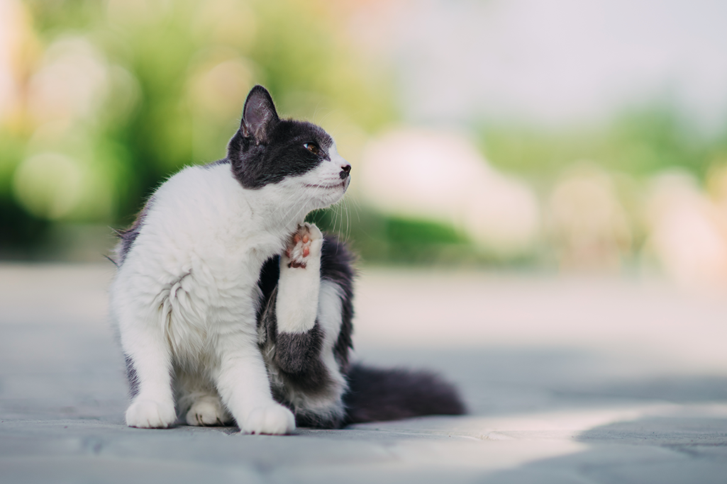la dermatite allergique aux piqûres de puces chez le chat