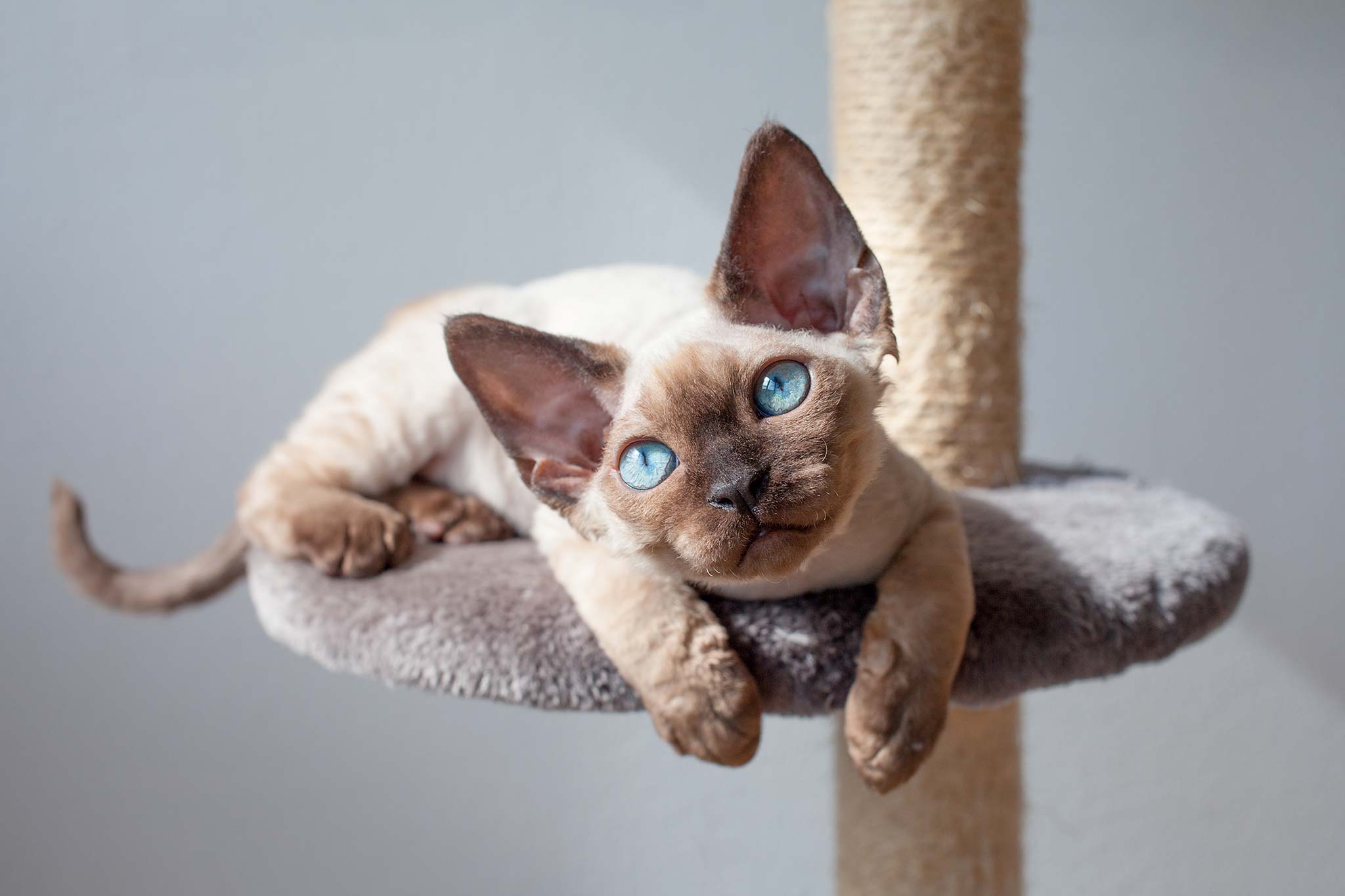 un chat devon rex