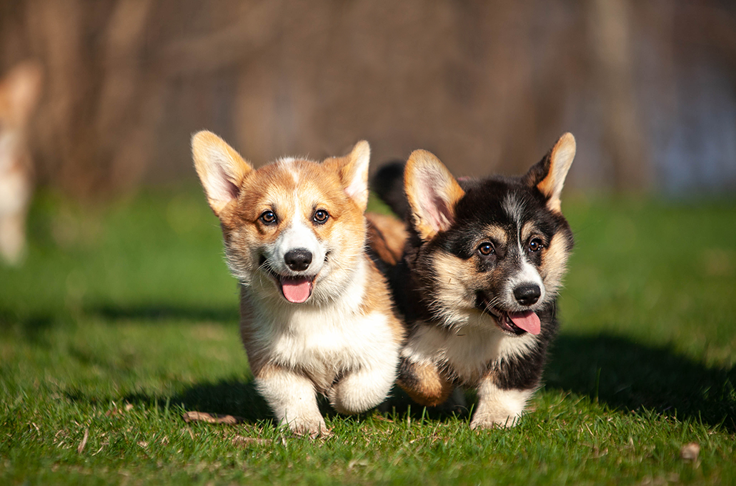les différences entre un corgi cardigan et un corgi pembroke