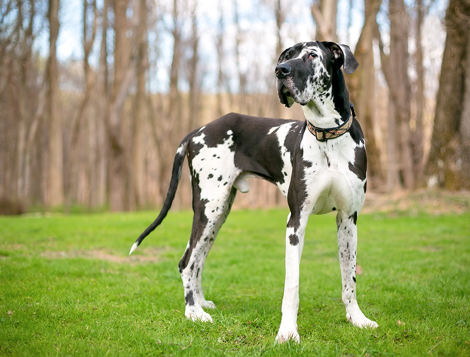 un chien dogue allemand