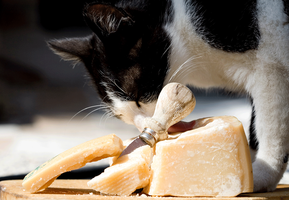 peut-on donner du fromage à un chat
