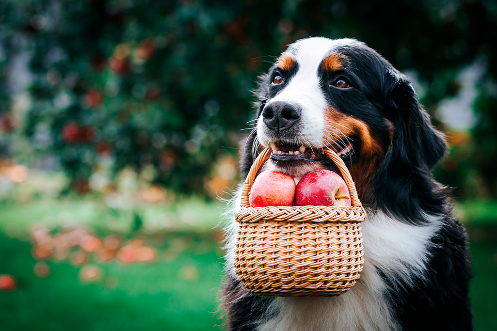 fruits d'été pour chien