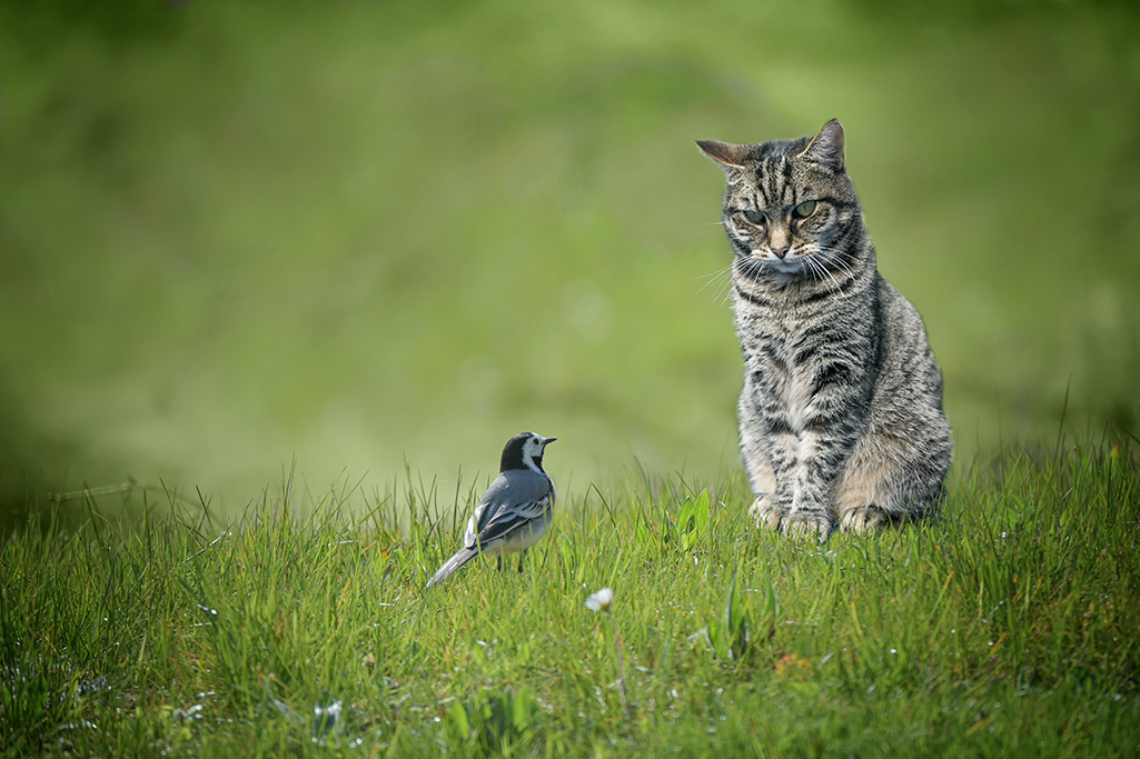 empêcher le chat de tuer les oiseaux du ciel