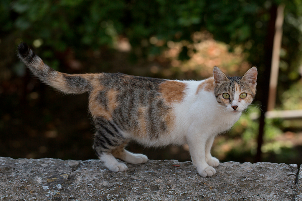 la gestation d'une chatte