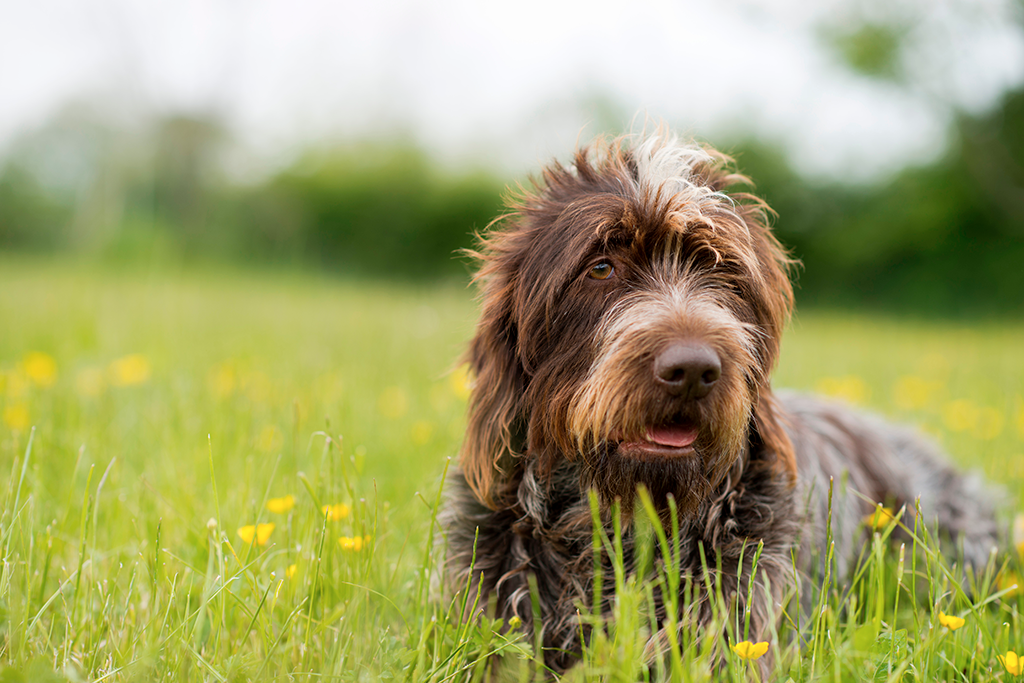 un chien griffon korthals