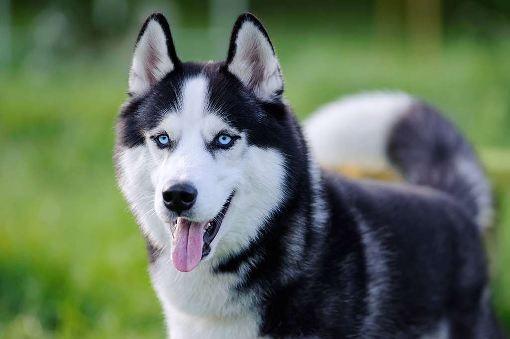 un husky de sibérie