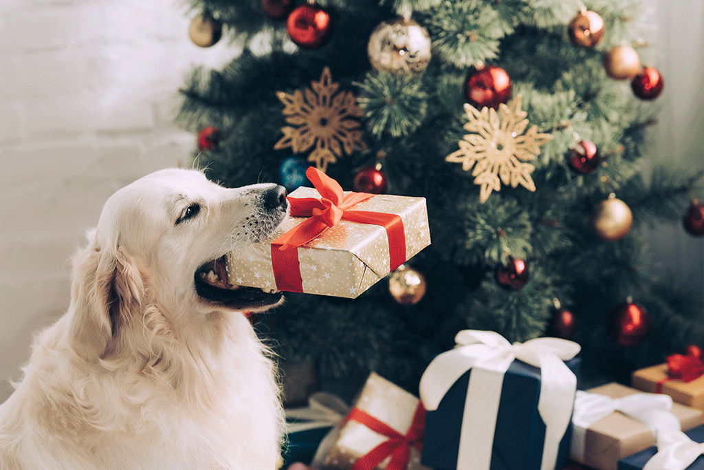 idée de cadeau de noël pour un chien