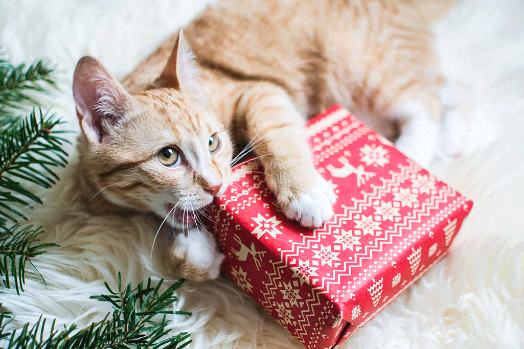 des idées de cadeaux de noël pour un chat