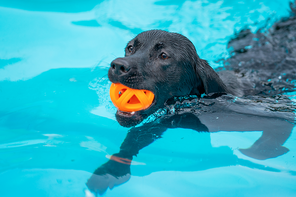 les jeux d'eau pour chien