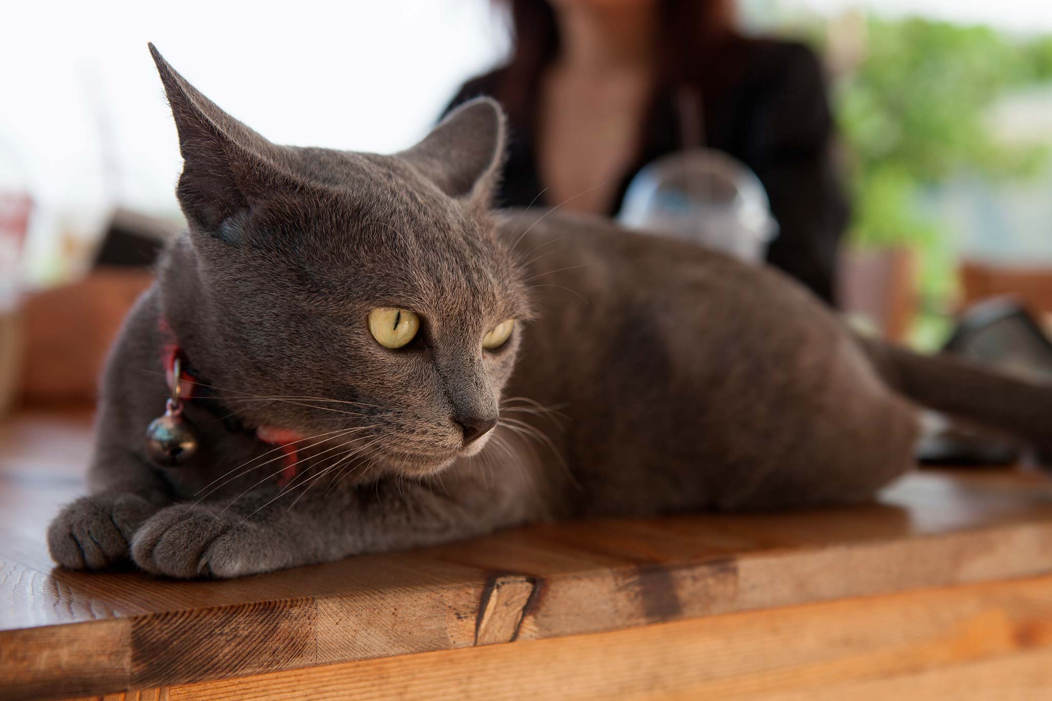 un chat korat