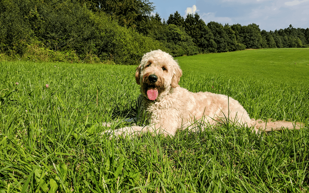 alimentation labradoodle