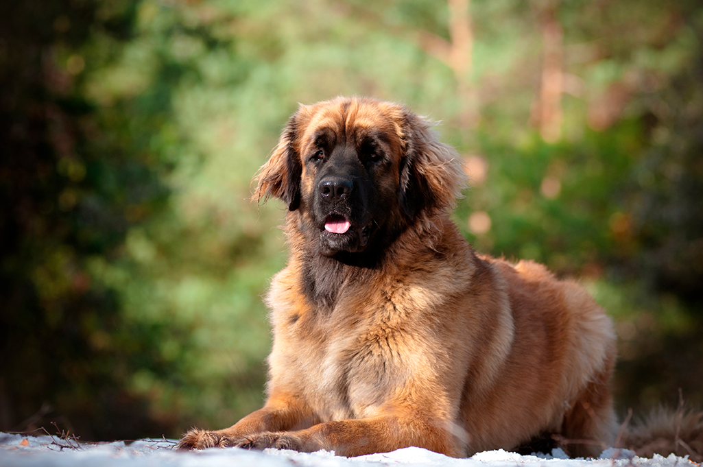 un leonberg