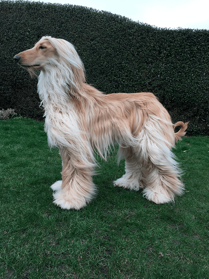 alimentation lévrier afghan