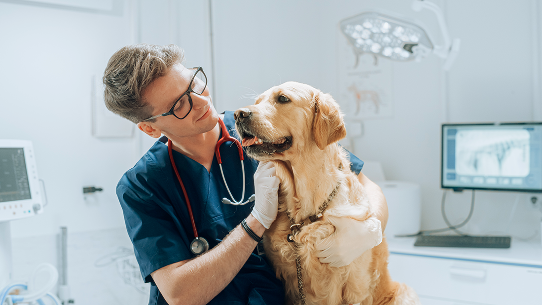 un lipome chez un chien