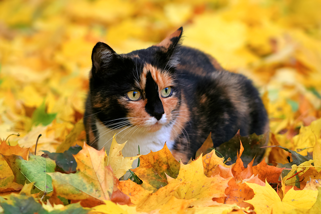 Les maladies de l'automne chez le chat