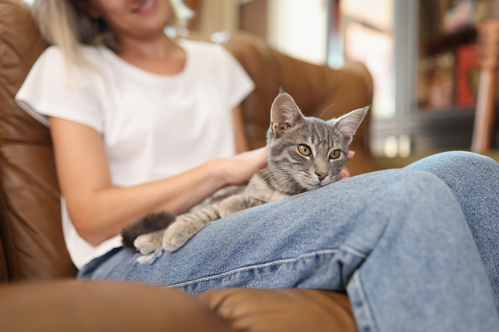 les maladies du chat les plus fréquentes