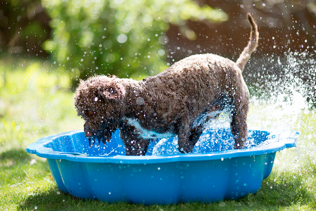 les maladies de l'été chez le chien
