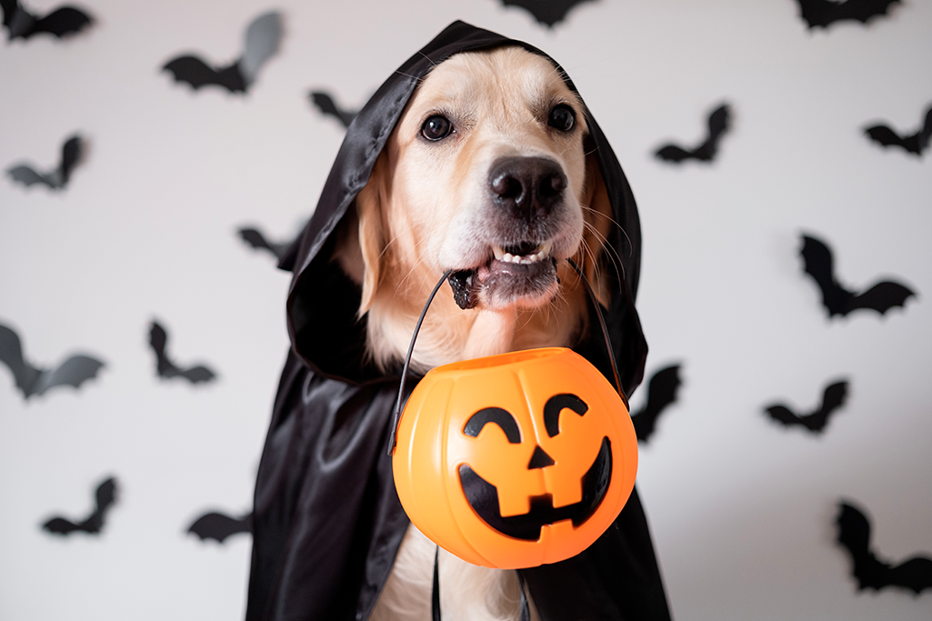 pourquoi ne pas déguiser un animal à halloween