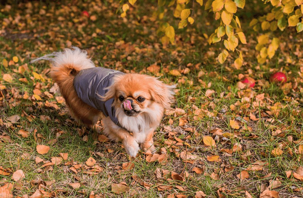 alimentation chien pékinois