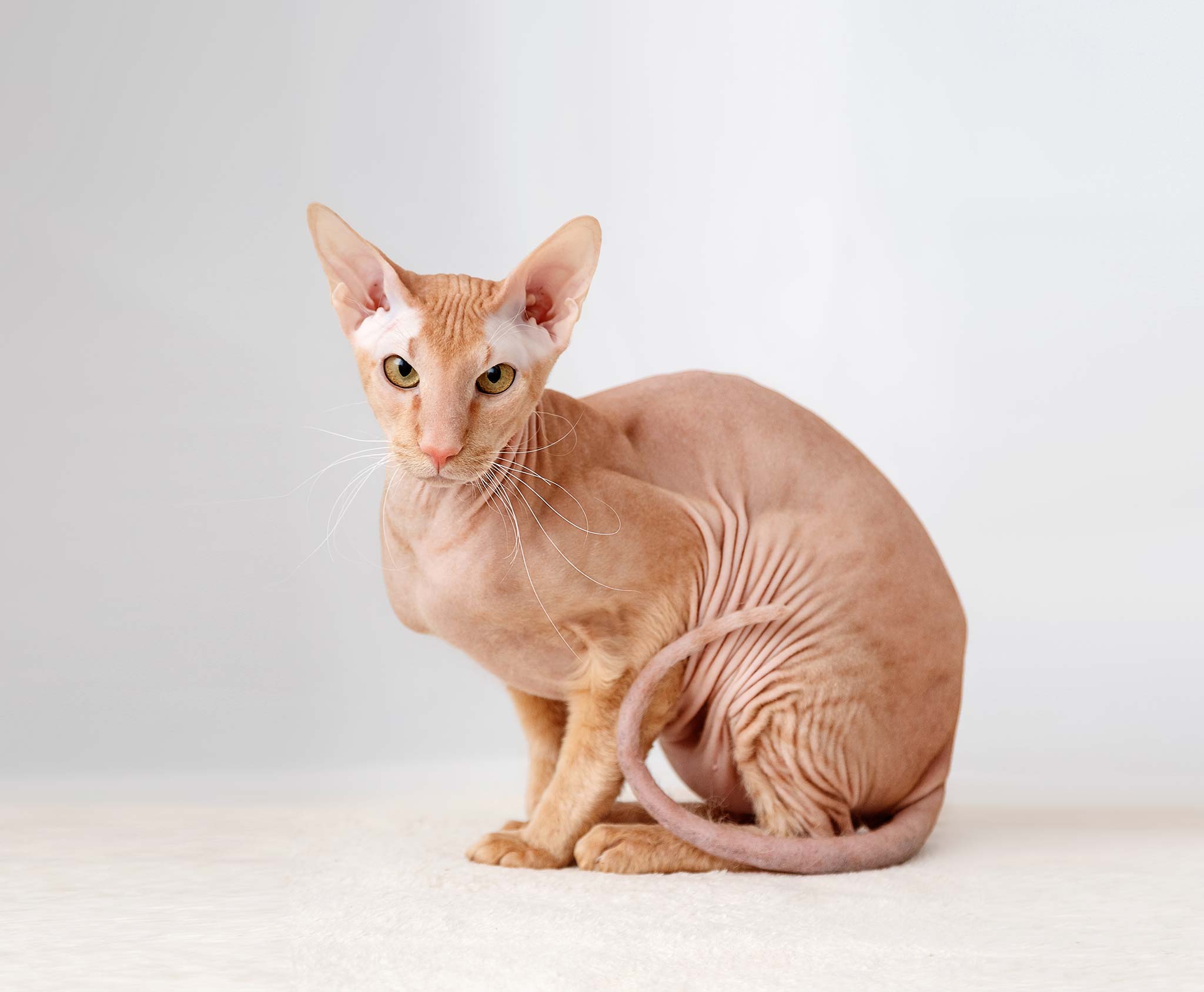 un chat peterbald