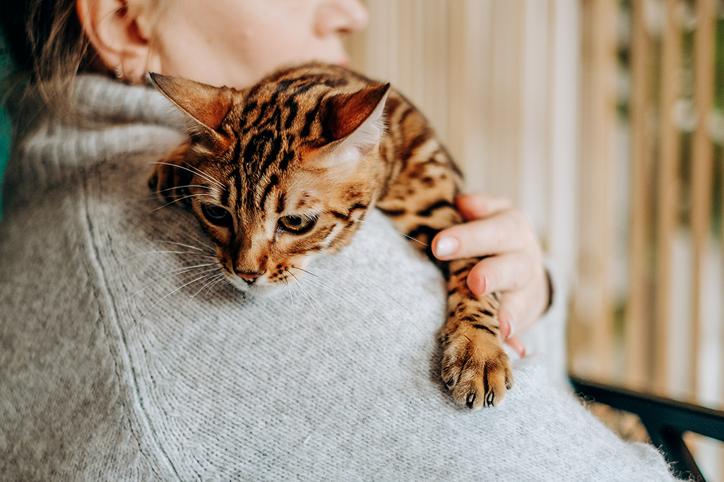 les questions à poser à un éleveur pour un chat de race