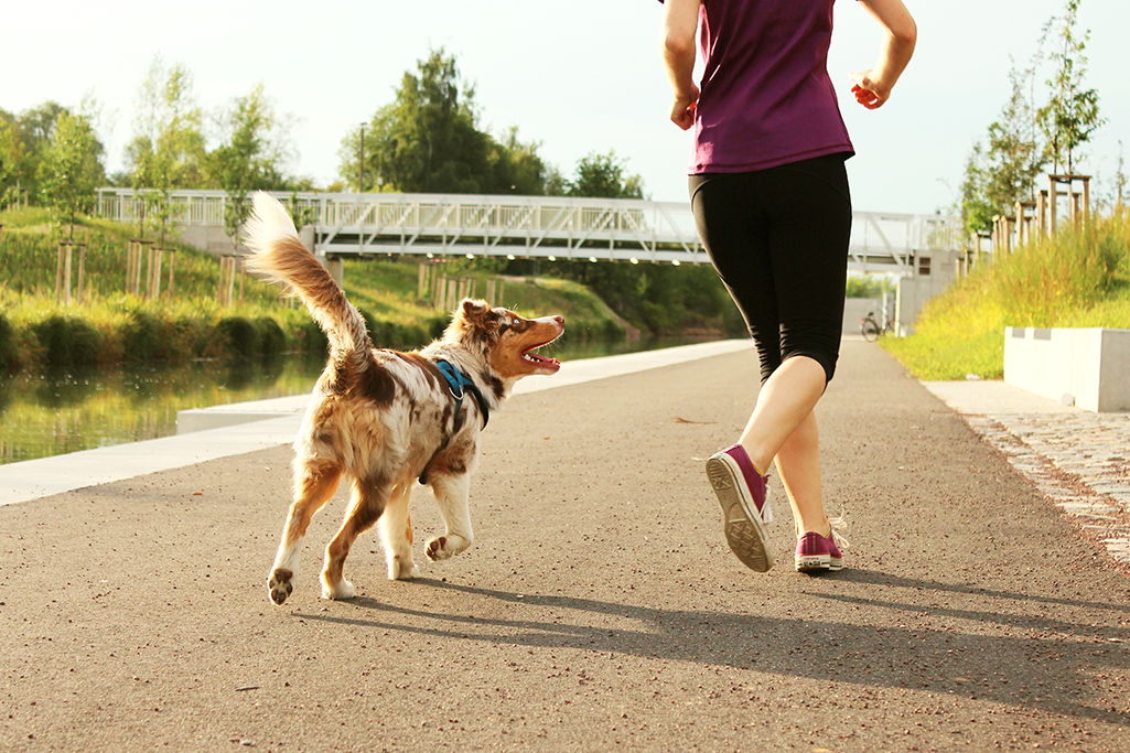 race de chien sportif