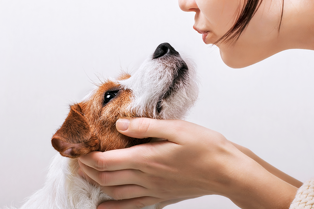 renforcer le système immunitaire du chien