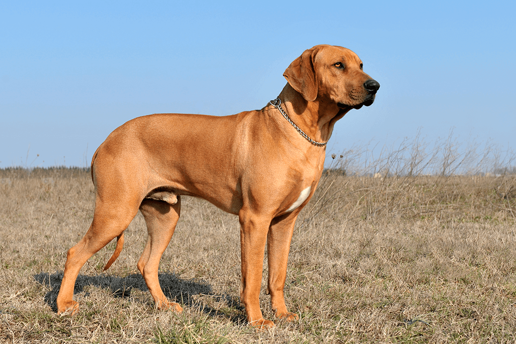 alimentation rhodesian ridgeback