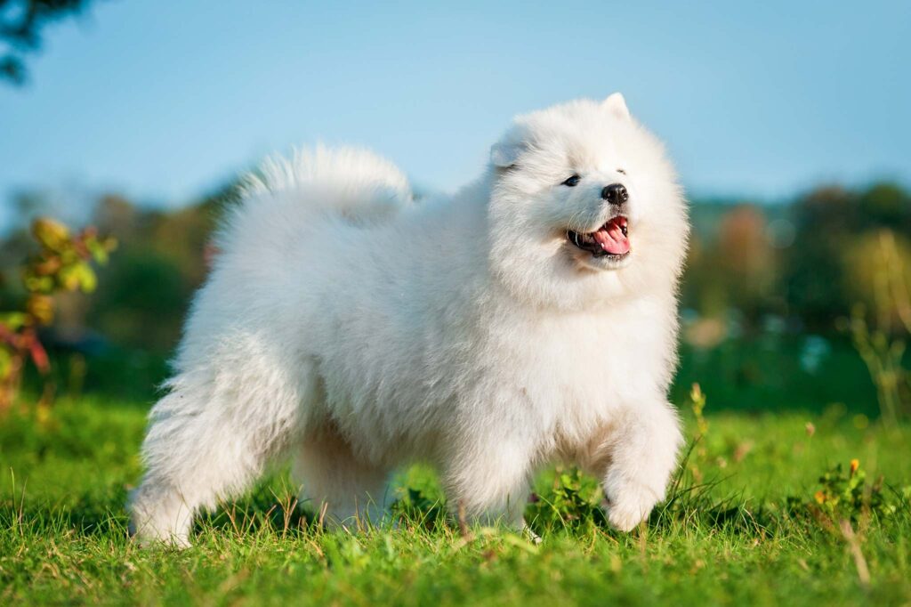 Quelle assurance pour mon samoyède