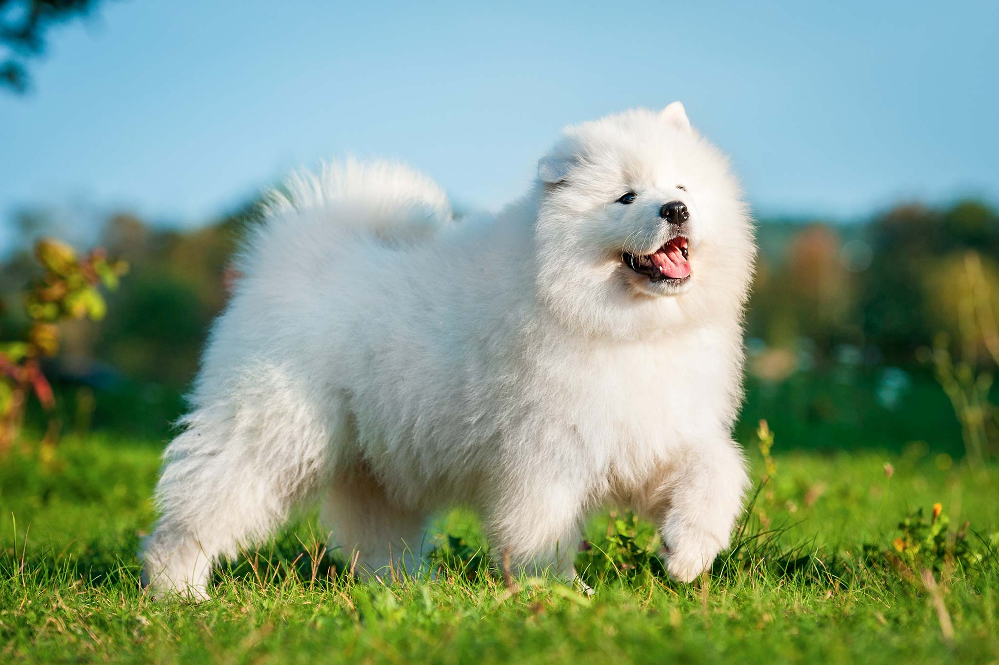 Quelle assurance pour mon samoyède