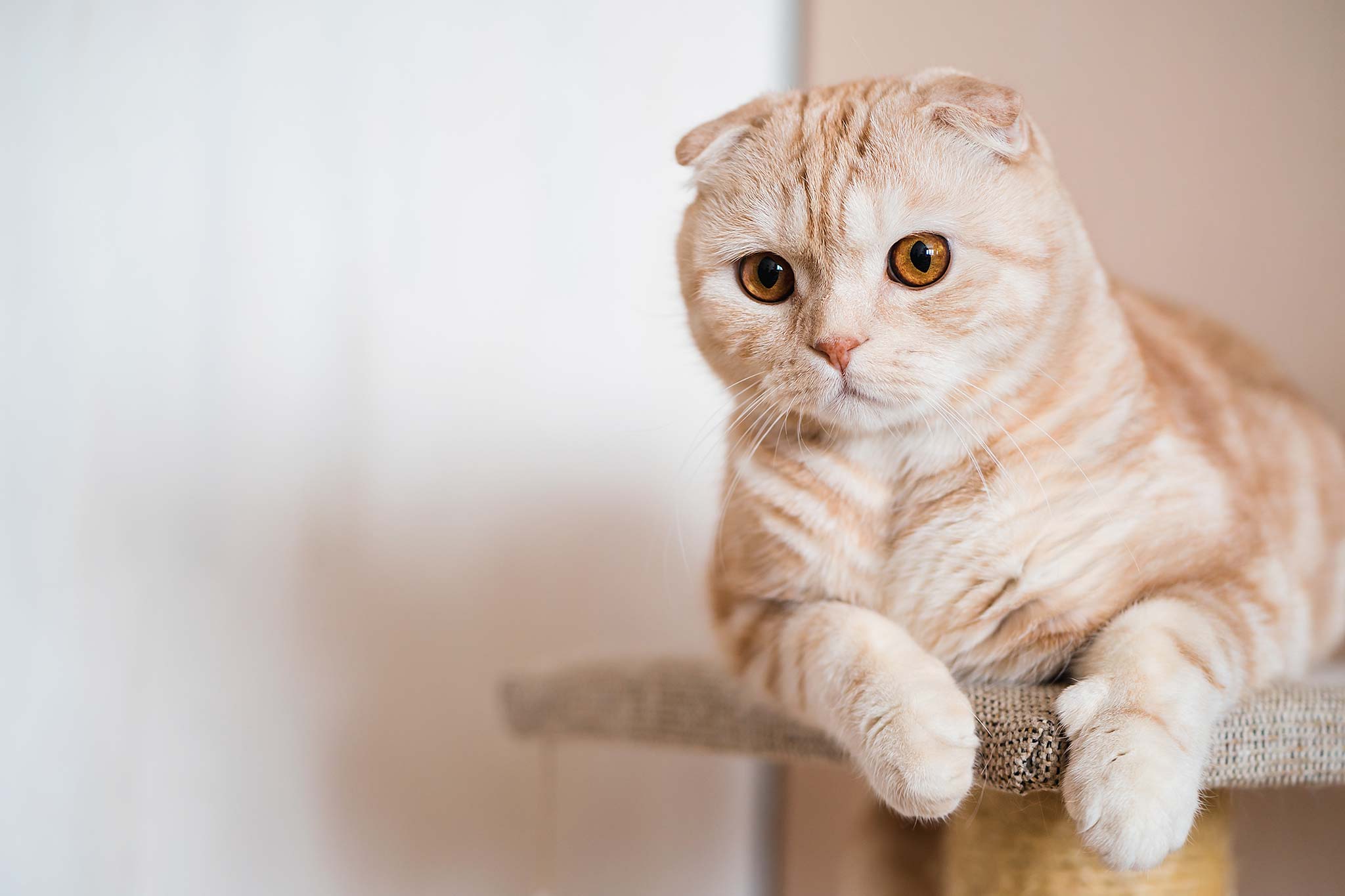 un scottish fold