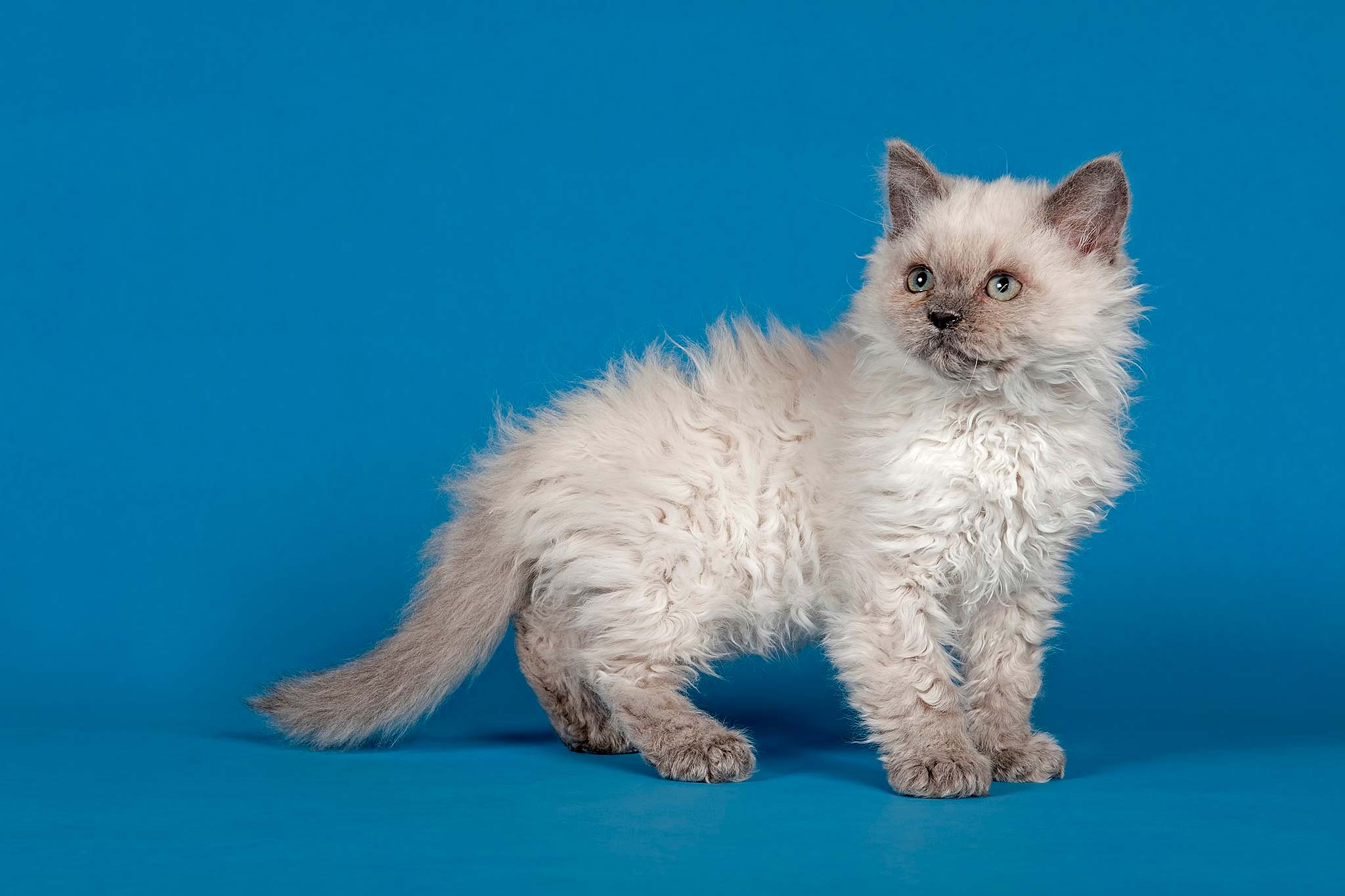 un chaton selkirk rex