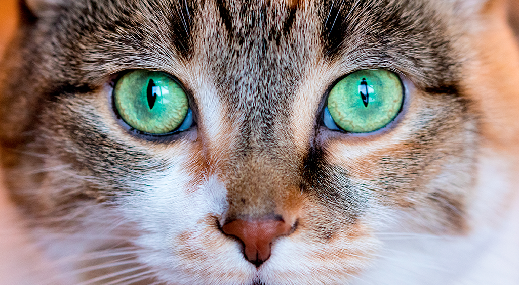 la troisième paupière chez un animal