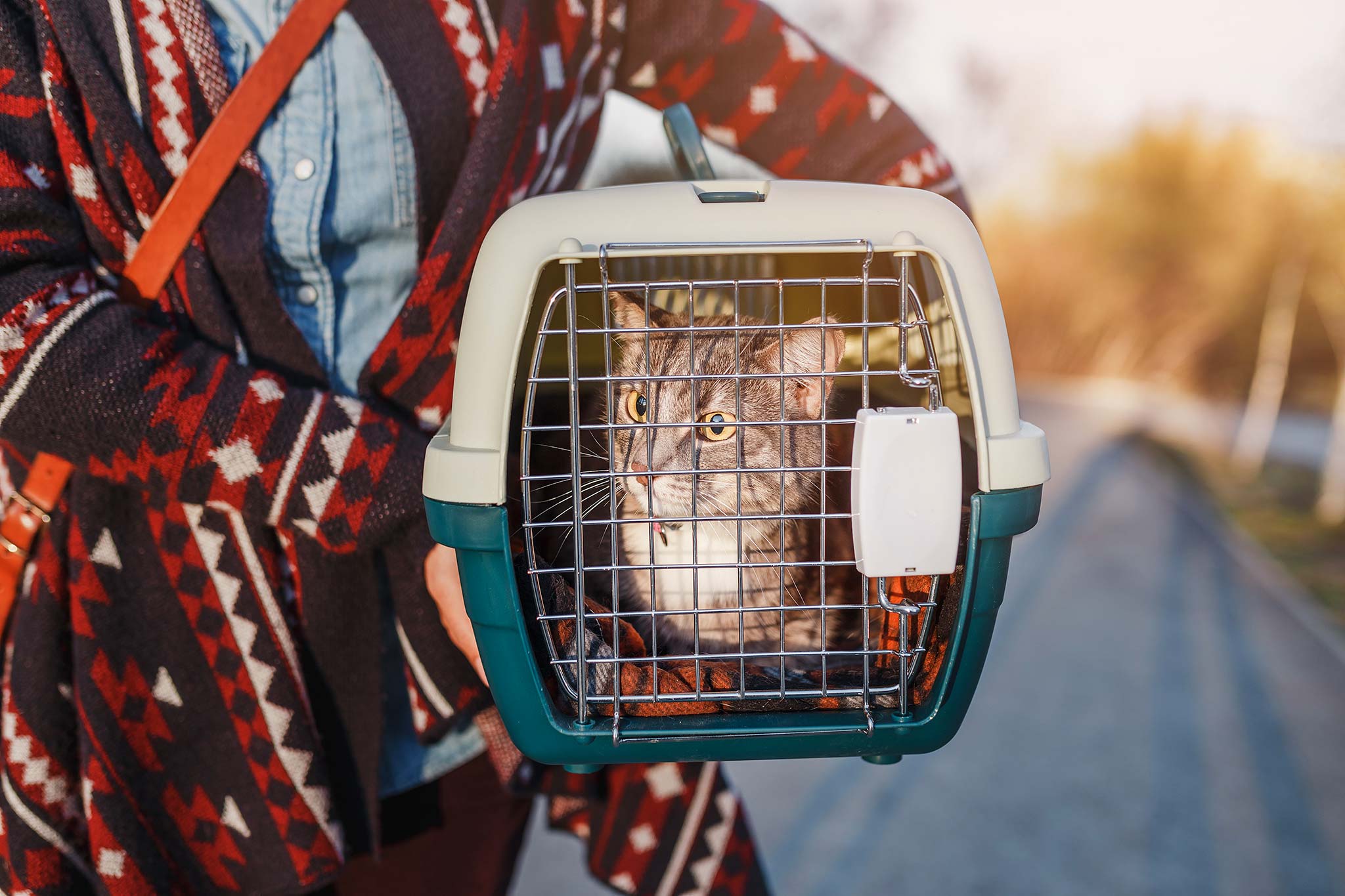 chat dans une caisse de transport pour les vacances