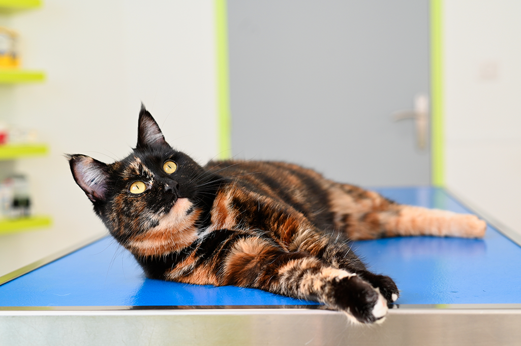 faut-il vacciner un chat qui ne sort pas