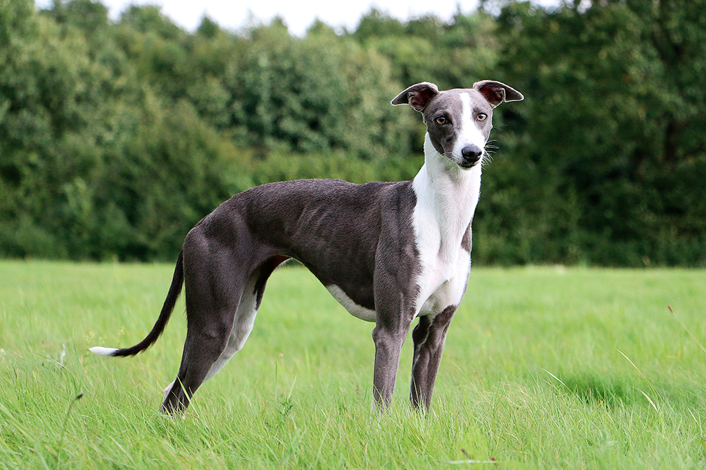 un chien whippet